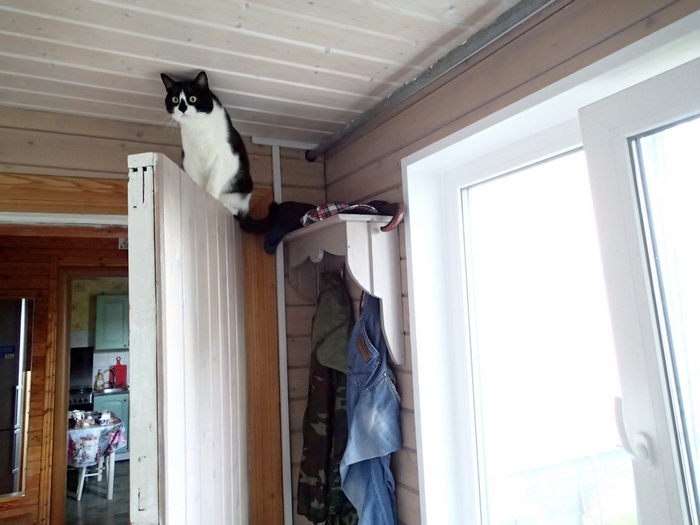 Кошки в нашей жизни. Кошки и все, что с ними связано.