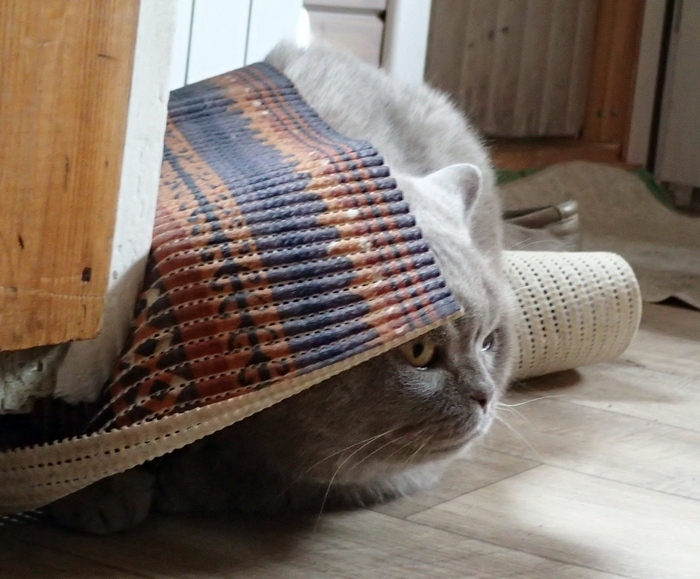 Кошки в нашей жизни. Кошки и все, что с ними связано.