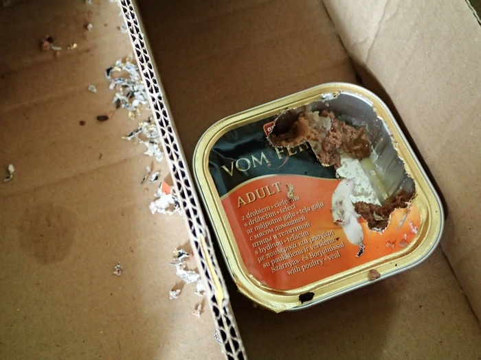 Кошки в нашей жизни. Кошки и все, что с ними связано.