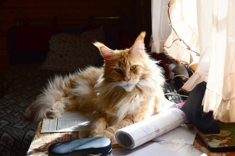 Кошки в нашей жизни. Кошки и все, что с ними связано.