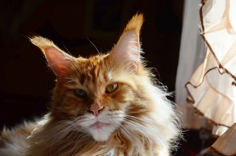 Кошки в нашей жизни. Кошки и все, что с ними связано.