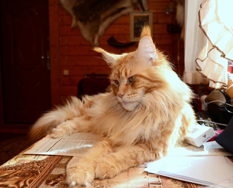 Кошки в нашей жизни. Кошки и все, что с ними связано.