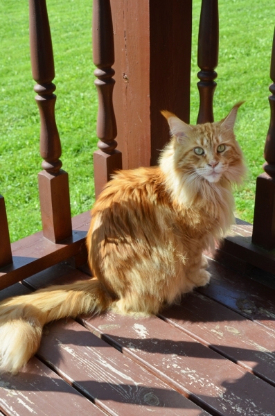 Кошки в нашей жизни. Кошки и все, что с ними связано.