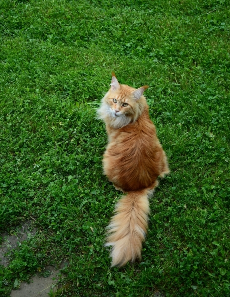 Кошки в нашей жизни. Кошки и все, что с ними связано.