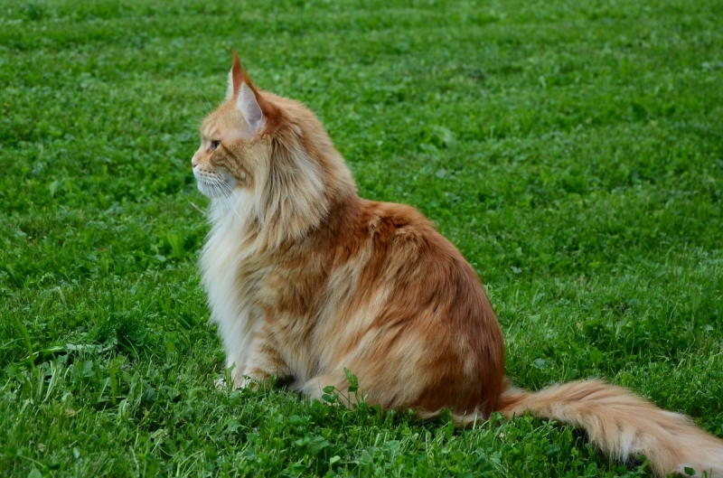 Кошки в нашей жизни. Кошки и все, что с ними связано.