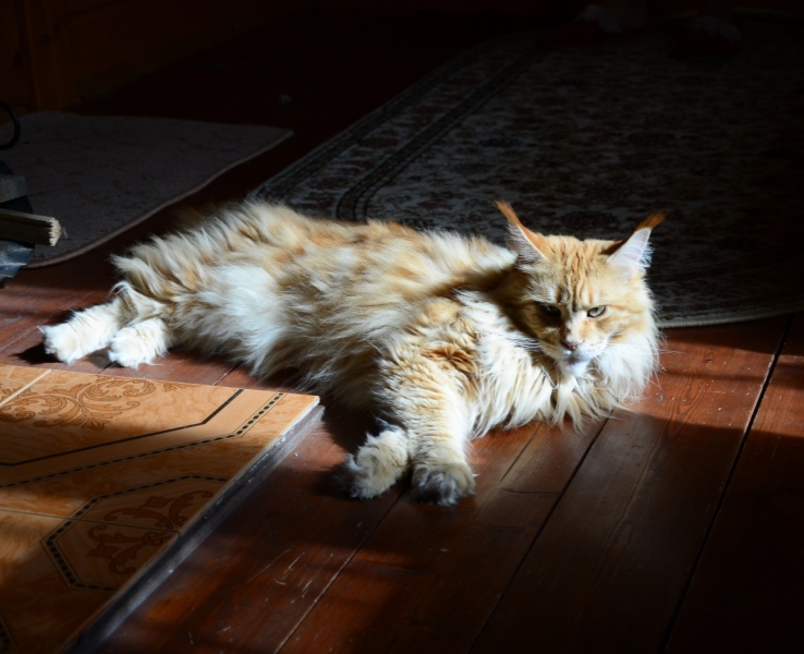 Кошки в нашей жизни. Кошки и все, что с ними связано.