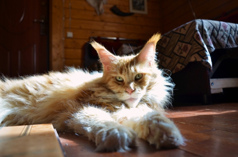 Кошки в нашей жизни. Кошки и все, что с ними связано.