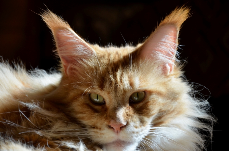 Кошки в нашей жизни. Кошки и все, что с ними связано.