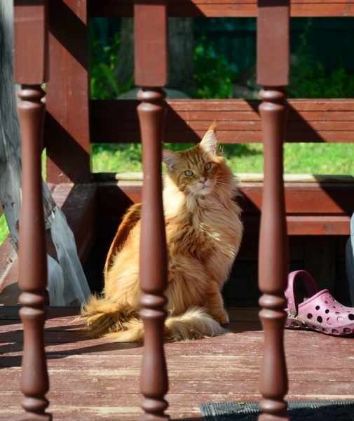 Кошки в нашей жизни. Кошки и все, что с ними связано.