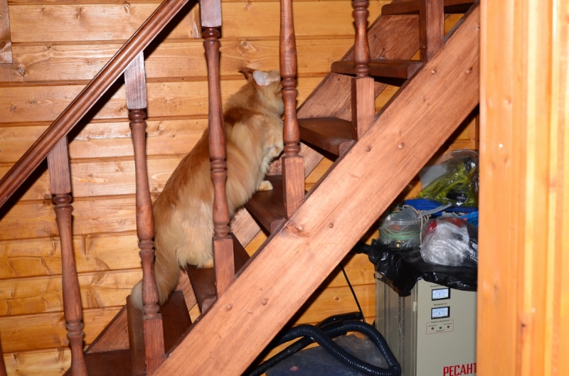 Кошки в нашей жизни. Кошки и все, что с ними связано.