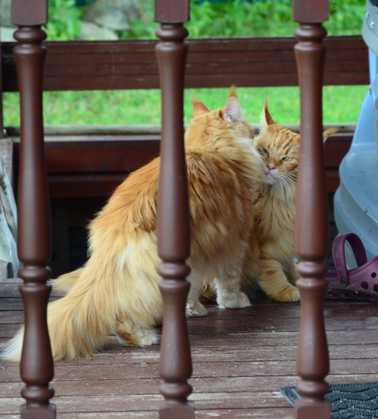 Кошки в нашей жизни. Кошки и все, что с ними связано.