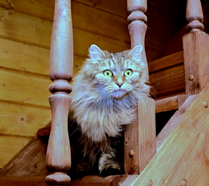 Кошки в нашей жизни. Кошки и все, что с ними связано.