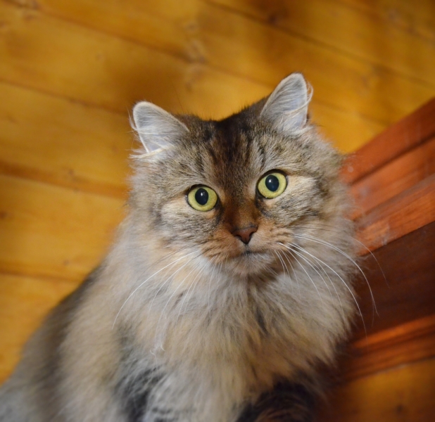 Кошки в нашей жизни. Кошки и все, что с ними связано.