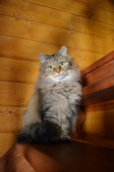 Кошки в нашей жизни. Кошки и все, что с ними связано.