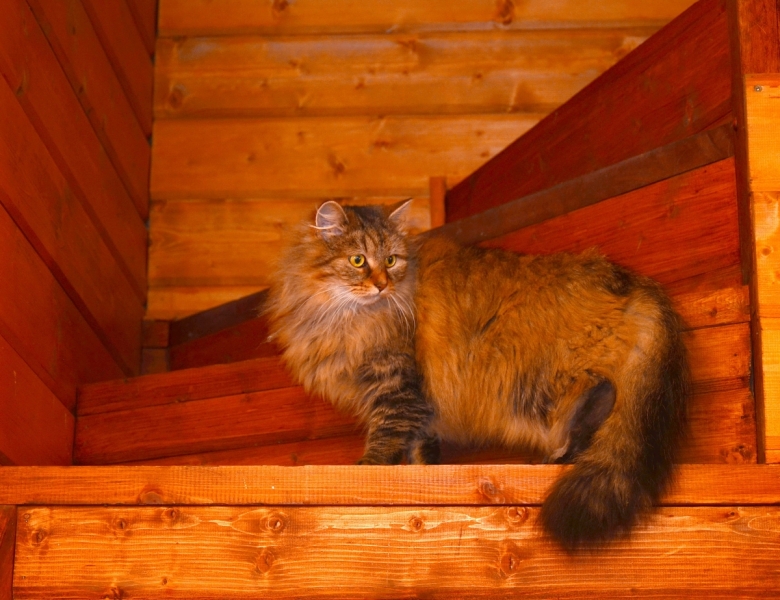 Кошки в нашей жизни. Кошки и все, что с ними связано.