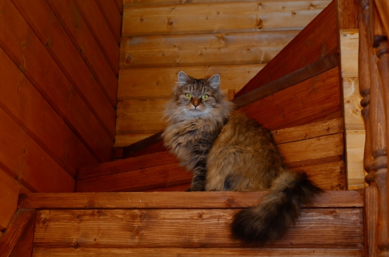 Кошки в нашей жизни. Кошки и все, что с ними связано.