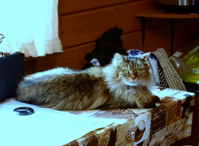 Кошки в нашей жизни. Кошки и все, что с ними связано.