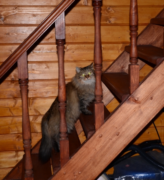 Кошки в нашей жизни. Кошки и все, что с ними связано.