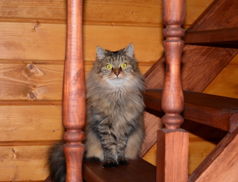 Кошки в нашей жизни. Кошки и все, что с ними связано.