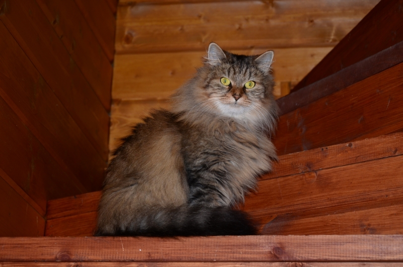 Кошки в нашей жизни. Кошки и все, что с ними связано.