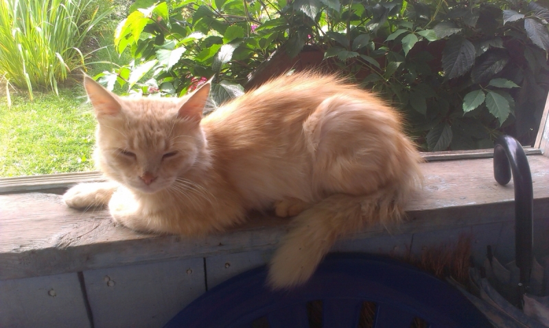 Кошки в нашей жизни. Кошки и все, что с ними связано.