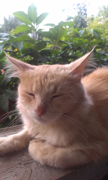 Кошки в нашей жизни. Кошки и все, что с ними связано.