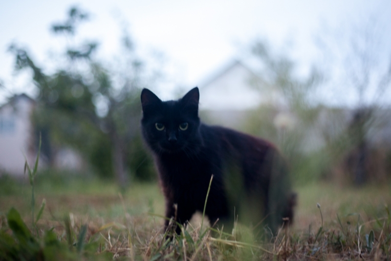 Наш 2017!  Июнь. Кояшское озеро- Феодосия - Новый Свет - Демерджи - Воронцовский дворец - Севастополь - Чуфут-Кале - Евпатория - мыс Меганом