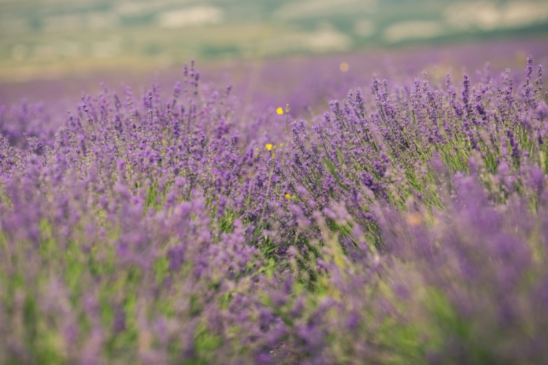 Наш 2017!  Июнь. Кояшское озеро- Феодосия - Новый Свет - Демерджи - Воронцовский дворец - Севастополь - Чуфут-Кале - Евпатория - мыс Меганом