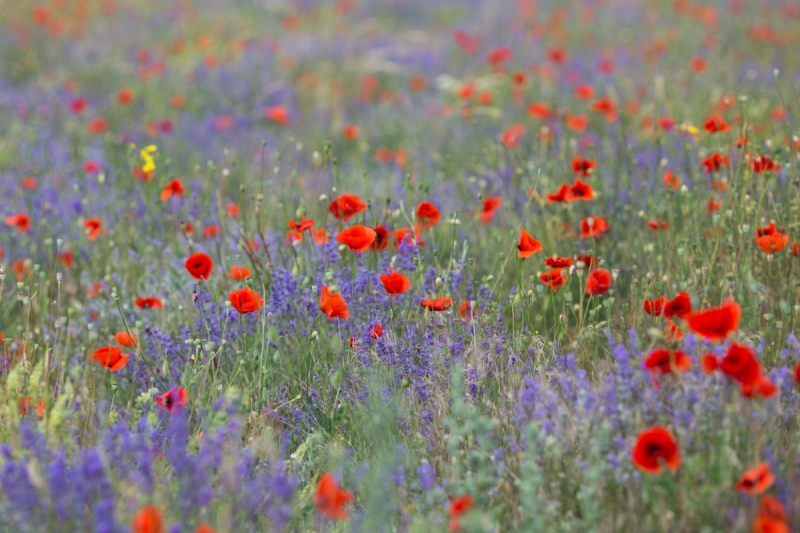 Наш 2017!  Июнь. Кояшское озеро- Феодосия - Новый Свет - Демерджи - Воронцовский дворец - Севастополь - Чуфут-Кале - Евпатория - мыс Меганом