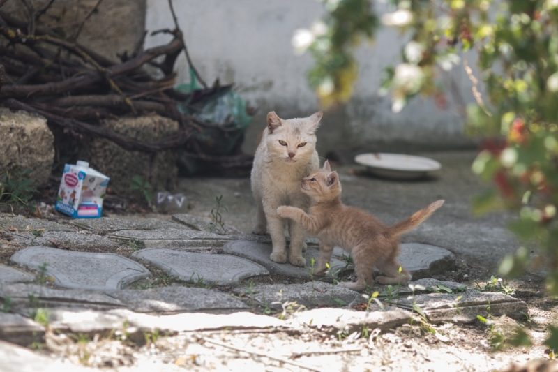 Наш 2017!  Июнь. Кояшское озеро- Феодосия - Новый Свет - Демерджи - Воронцовский дворец - Севастополь - Чуфут-Кале - Евпатория - мыс Меганом