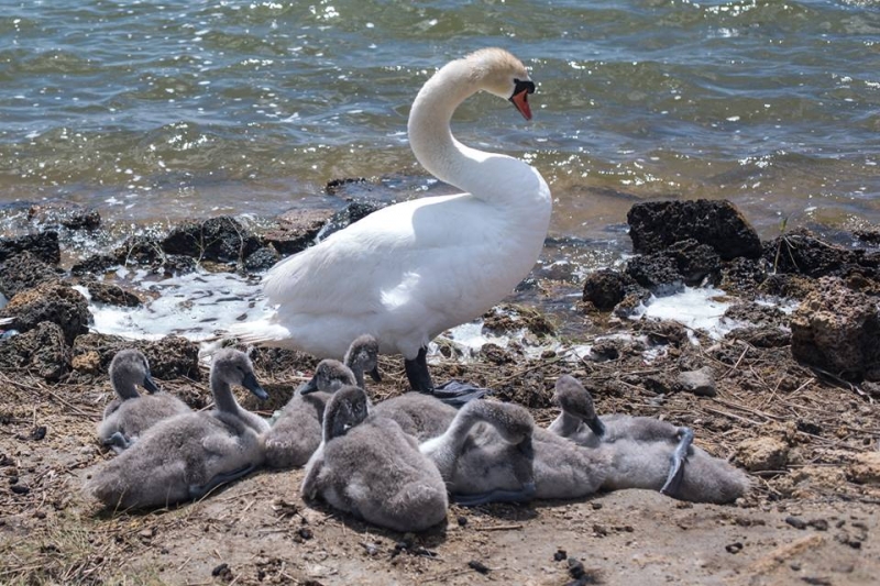 Наш 2017!  Июнь. Кояшское озеро- Феодосия - Новый Свет - Демерджи - Воронцовский дворец - Севастополь - Чуфут-Кале - Евпатория - мыс Меганом