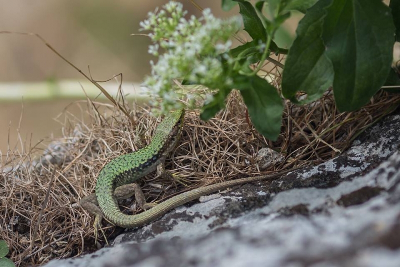 Наш 2017!  Июнь. Кояшское озеро- Феодосия - Новый Свет - Демерджи - Воронцовский дворец - Севастополь - Чуфут-Кале - Евпатория - мыс Меганом
