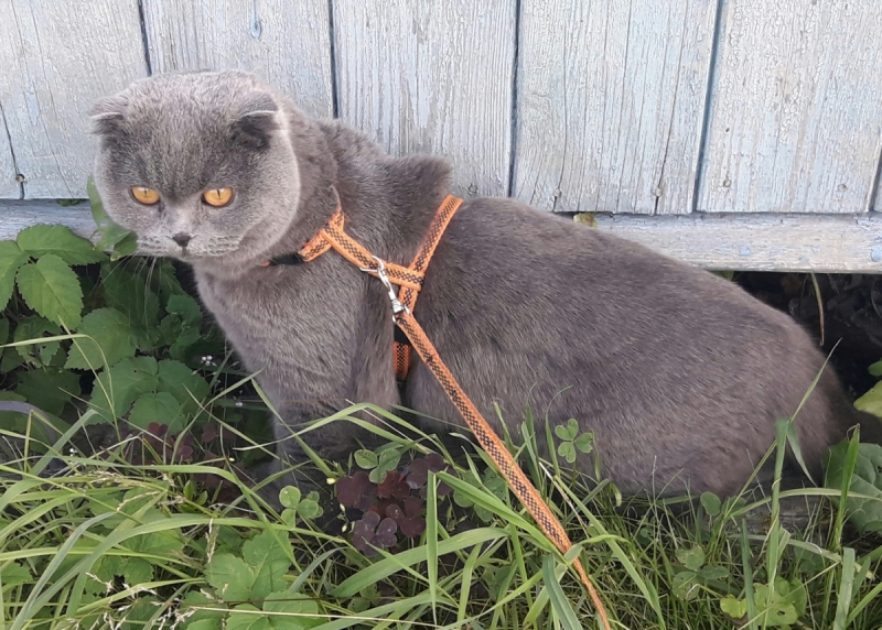 Кошки в нашей жизни. Кошки и все, что с ними связано.