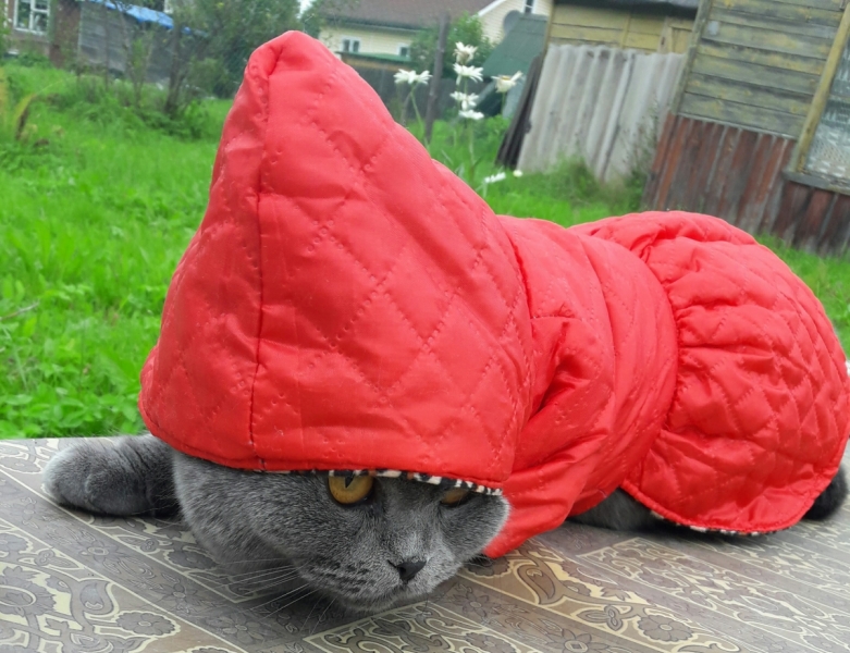 Кошки в нашей жизни. Кошки и все, что с ними связано.