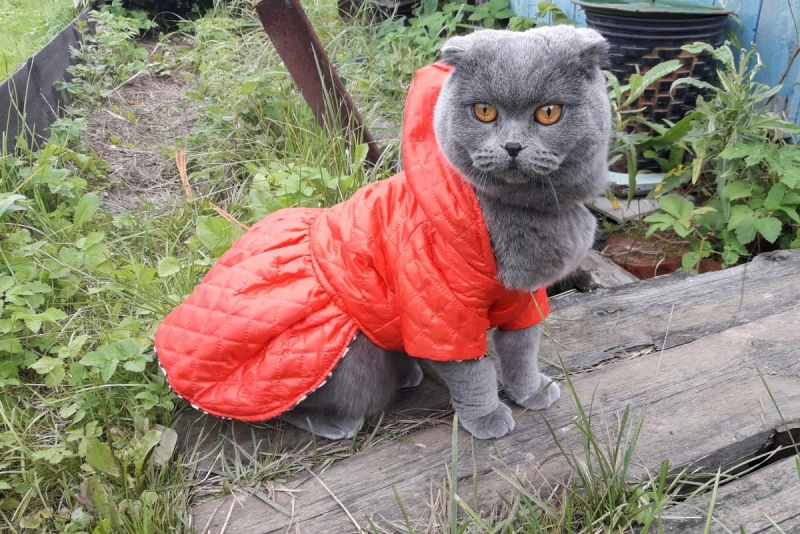 Кошки в нашей жизни. Кошки и все, что с ними связано.