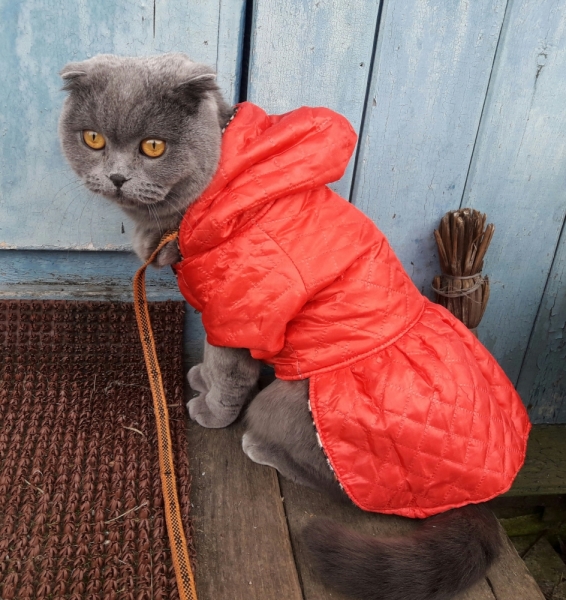 Кошки в нашей жизни. Кошки и все, что с ними связано.