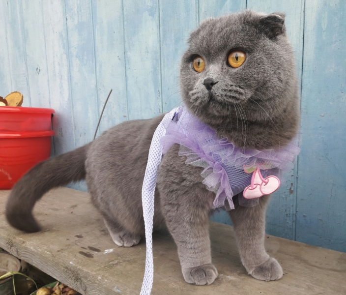 Кошки в нашей жизни. Кошки и все, что с ними связано.