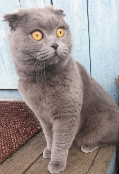 Кошки в нашей жизни. Кошки и все, что с ними связано.