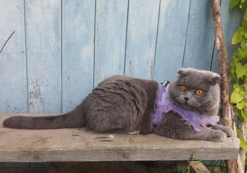 Кошки в нашей жизни. Кошки и все, что с ними связано.