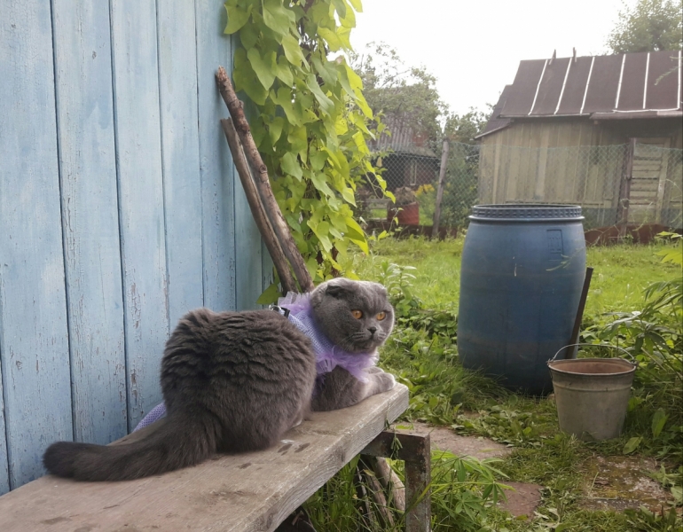 Кошки в нашей жизни. Кошки и все, что с ними связано.