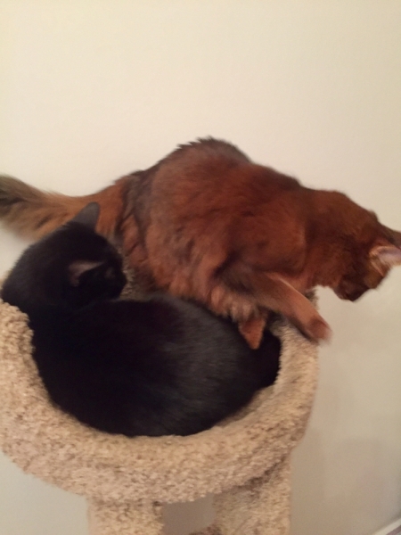 Кошки в нашей жизни. Кошки и все, что с ними связано.