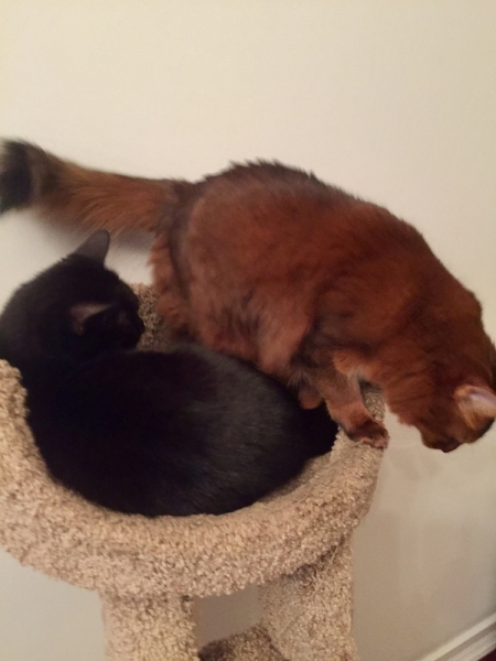 Кошки в нашей жизни. Кошки и все, что с ними связано.