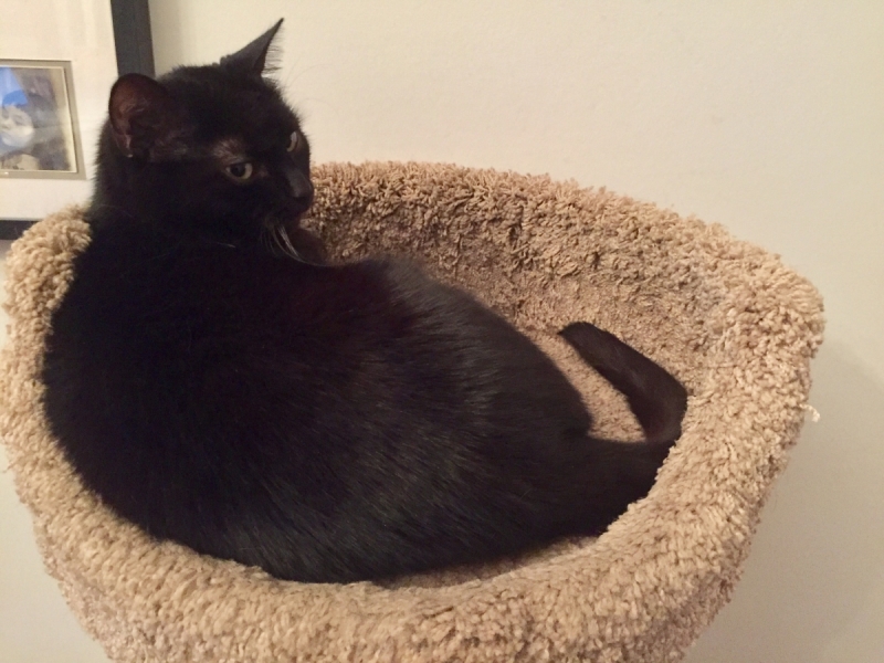 Кошки в нашей жизни. Кошки и все, что с ними связано.