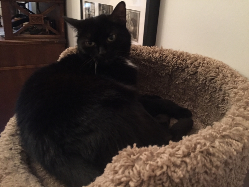 Кошки в нашей жизни. Кошки и все, что с ними связано.