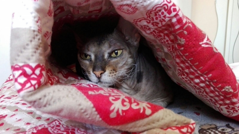 Кошки в нашей жизни. Кошки и все, что с ними связано.