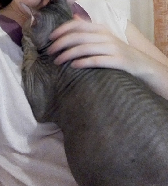 Кошки в нашей жизни. Кошки и все, что с ними связано.