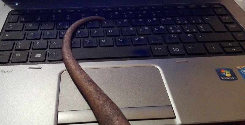 Кошки в нашей жизни. Кошки и все, что с ними связано.