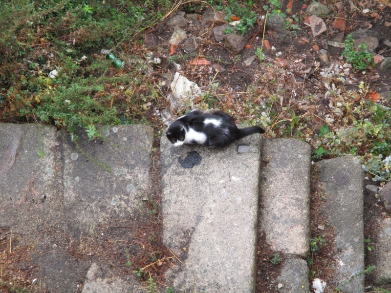 Кошки в нашей жизни. Кошки и все, что с ними связано.