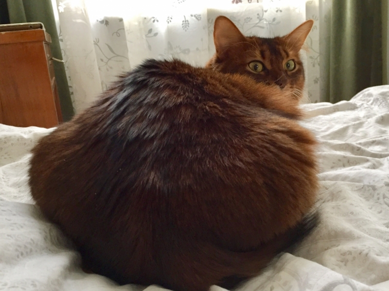 Кошки в нашей жизни. Кошки и все, что с ними связано.