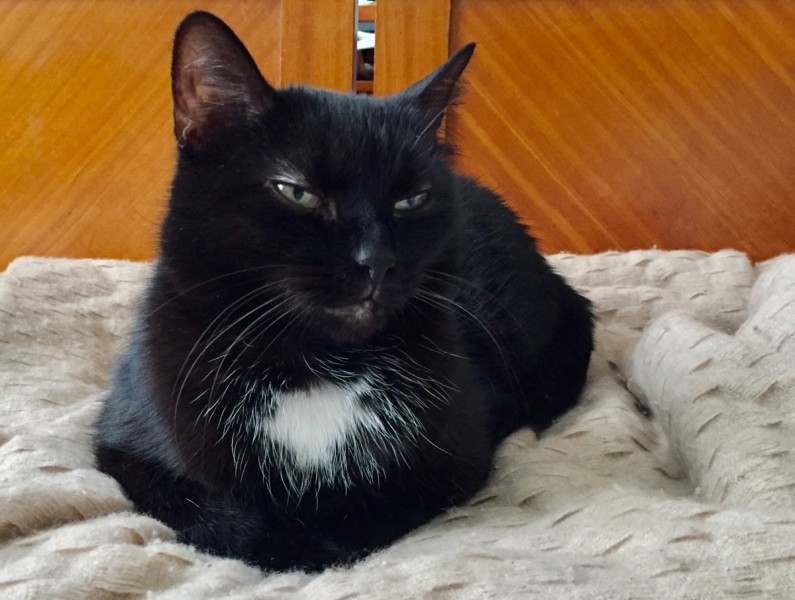 Кошки в нашей жизни. Кошки и все, что с ними связано.